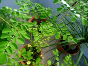 benefits of boiled moringa leaves