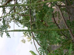 moringa juice benefits in tamil