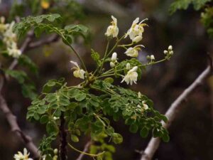 moringa leaves in tamil