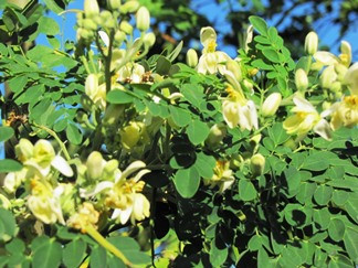 முருகை மரத்தின் பயன்கள் | Moringa Tree Benefits