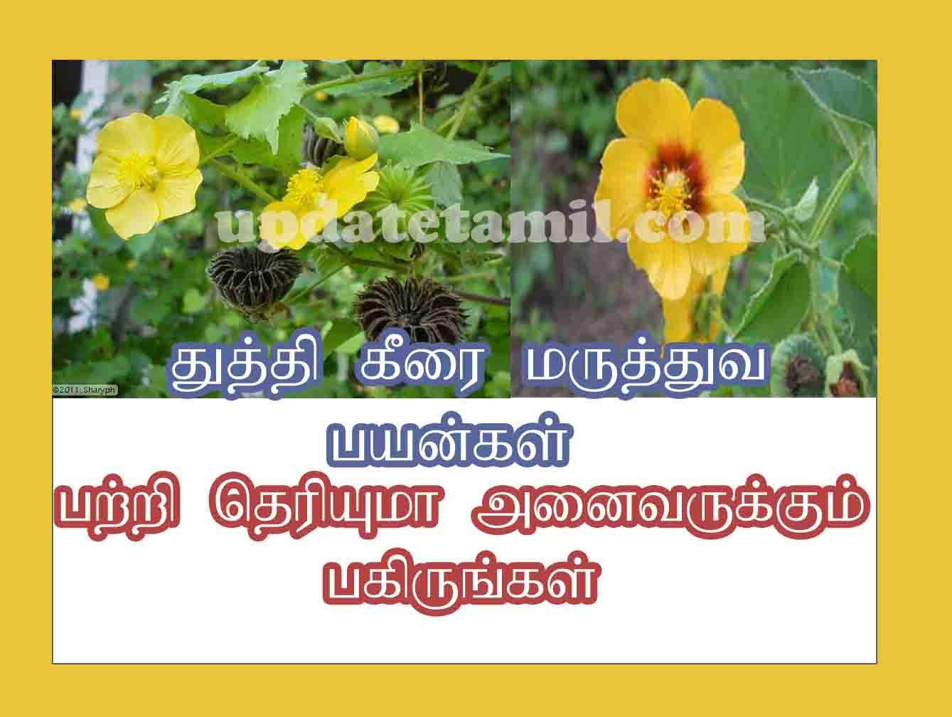 துத்தி கீரை பயன்கள் thuthi keerai benefits tamil