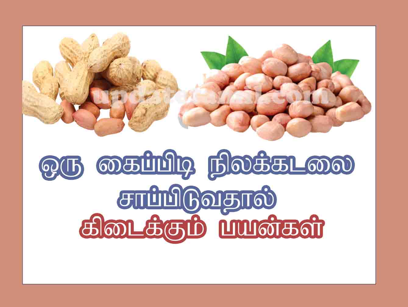 நிலக்கடலை பயன்கள் Nilakadalai payangal in Tamil