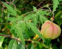 முடக்கத்தான் கீரை பயன்கள் Mudakathan keerai benefits in Tamil