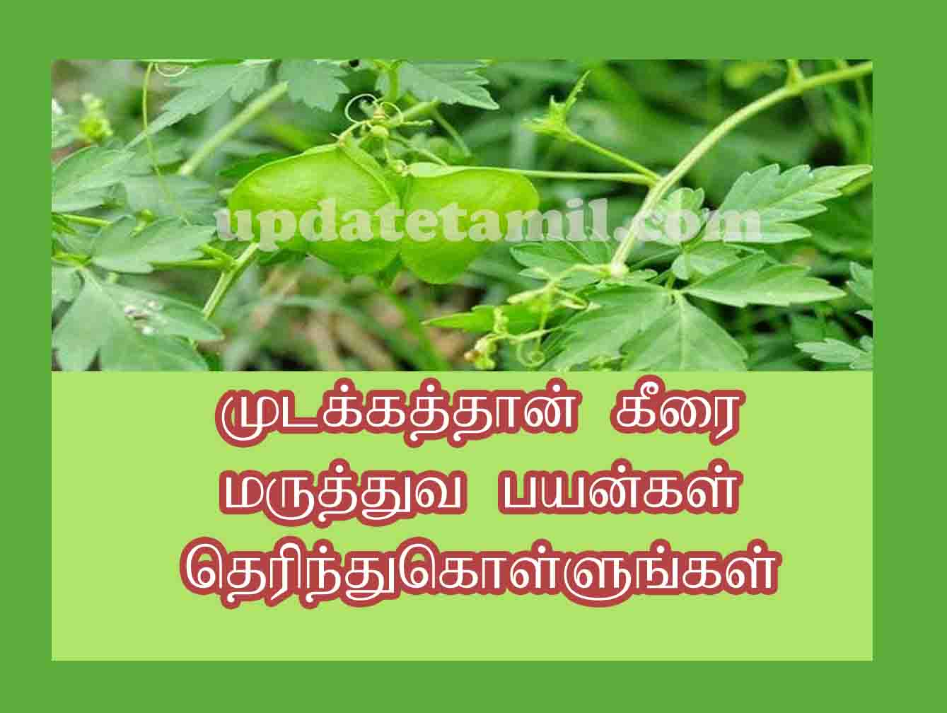 முடக்கத்தான் கீரை பயன்கள் Mudakathan keerai benefits in Tamil