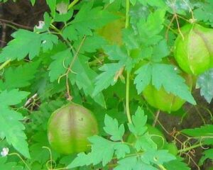 முடக்கத்தான் கீரை பயன்கள் Mudakathan keerai benefits in Tamil