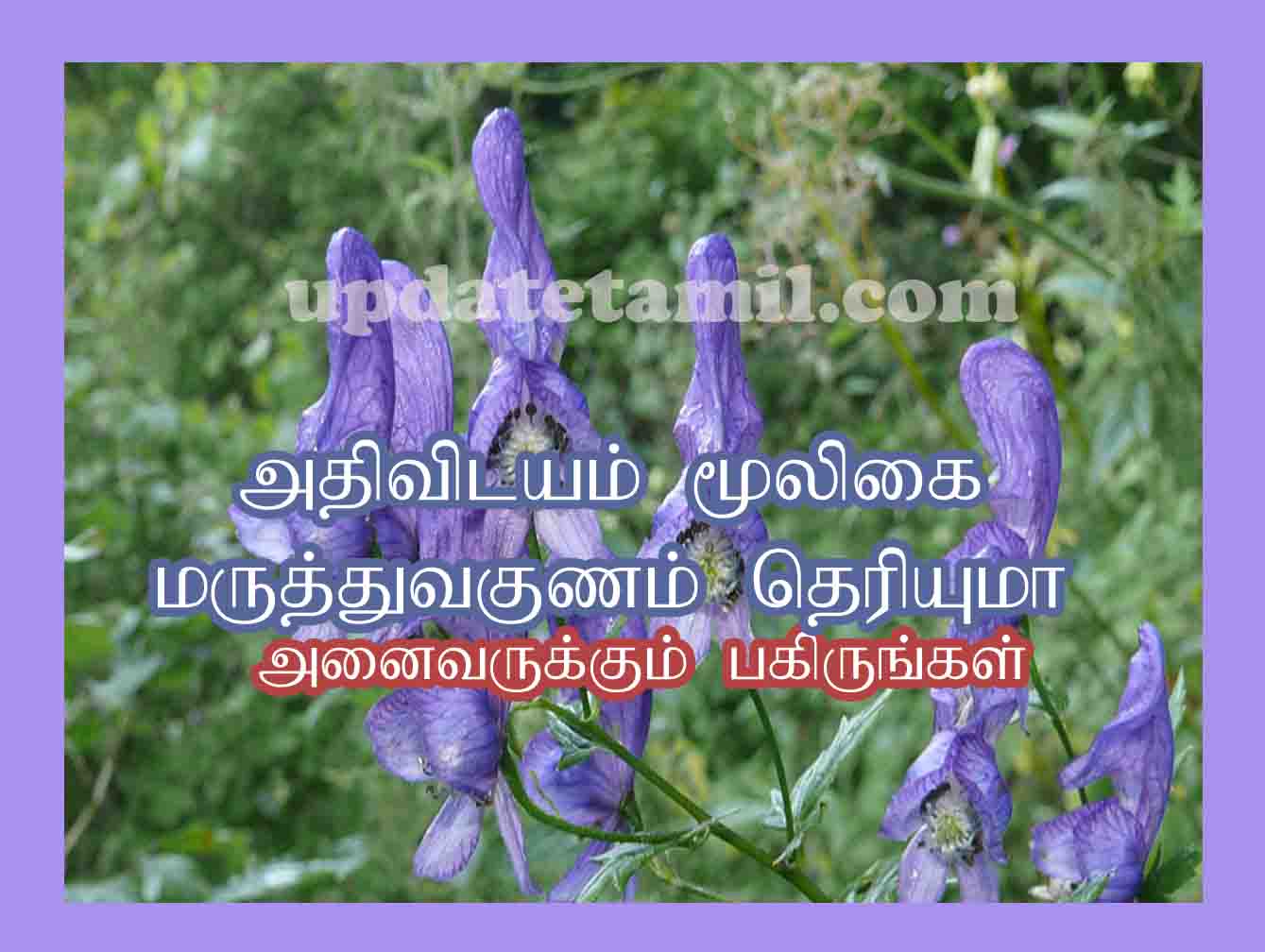 அதிவிடயம் பயன்கள் Athividayam Uses in Tamil