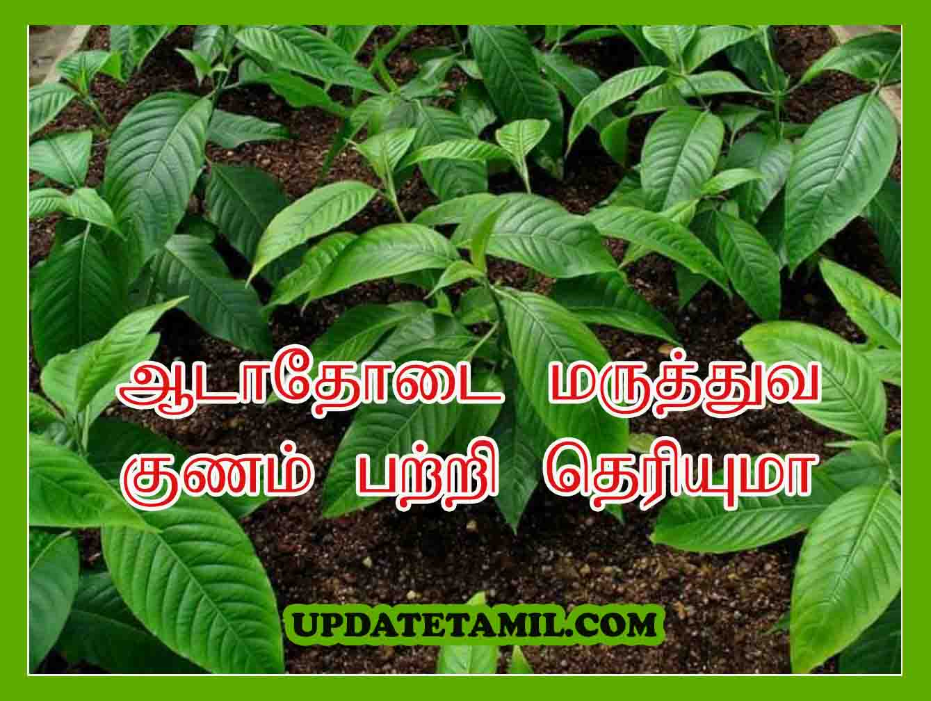 ஆடாதோடை பயன்கள் Adathodai Uses in Tamil