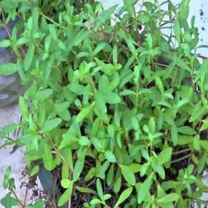 கரிசலாங்கண்ணி மருத்துவ பயன்கள் | benefits of karisalankanni in tamil