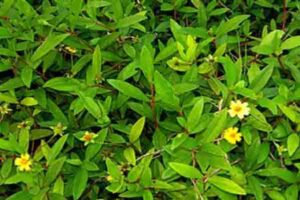 கரிசலாங்கண்ணி மருத்துவ பயன்கள் | benefits of karisalankanni in tamil