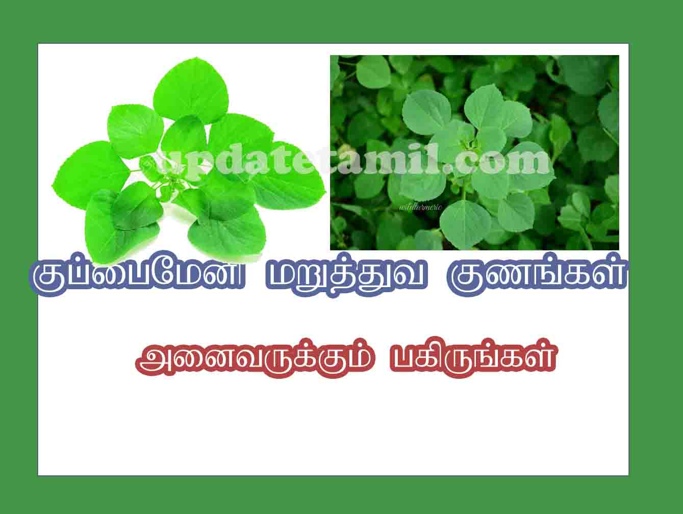 குப்பைமேனி பயன்கள் kuppaimeni uses in tamil
