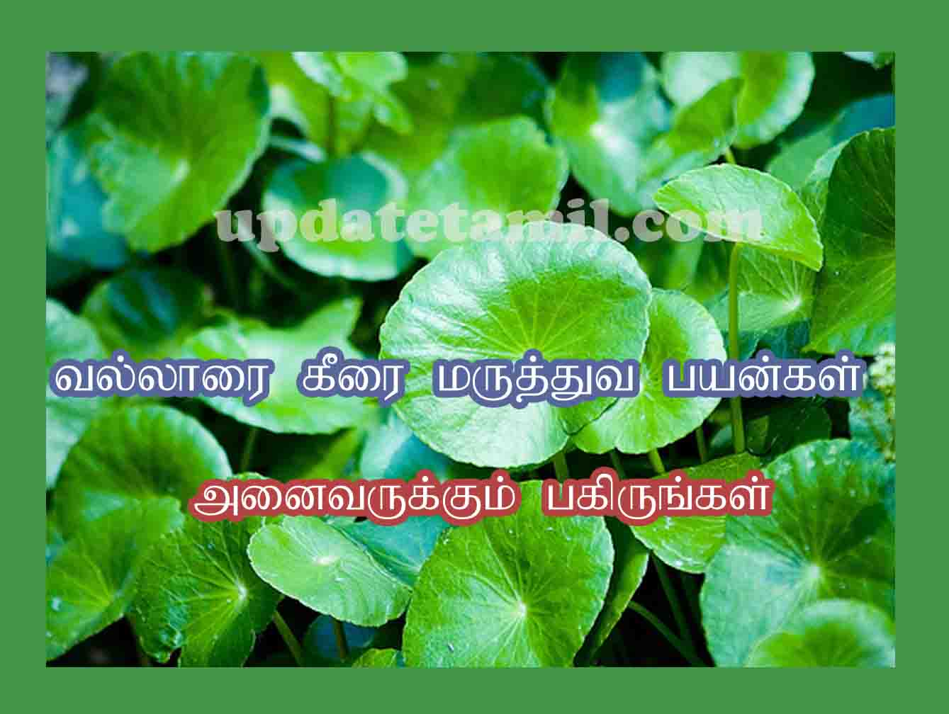 வல்லாரை கீரை சமையல் | Vallarai Keerai Benefits in Tamil