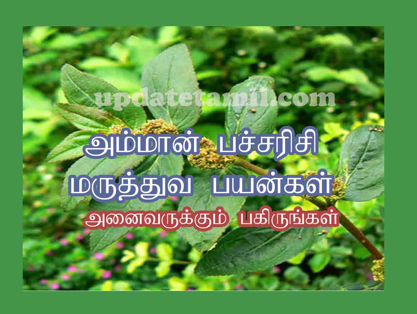 அம்மான் பச்சரிசி பயன்கள் Amman Pacharisi in Tamil