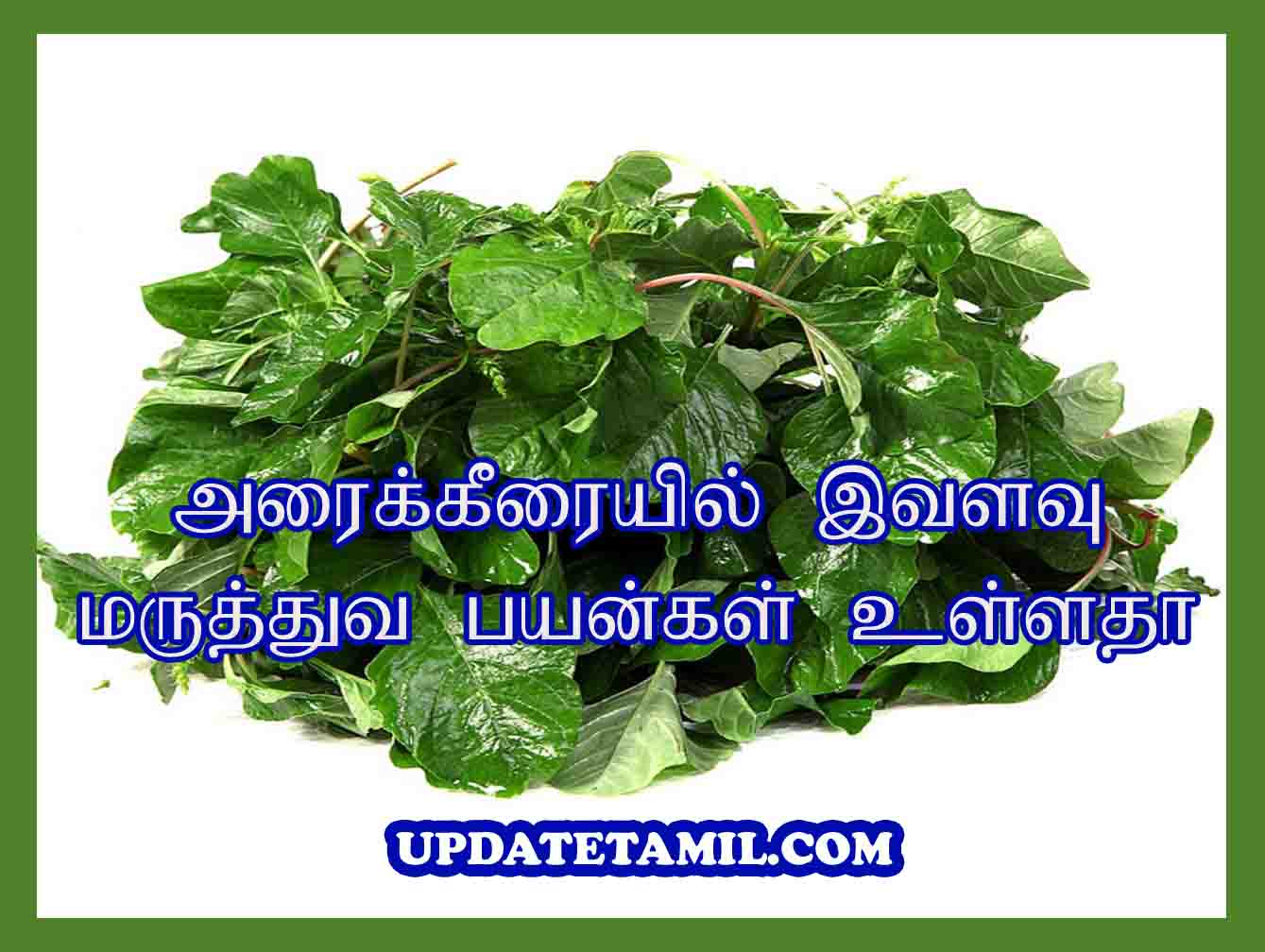 அரைக்கீரை பயன்கள் Arai Keerai Benefits in Tamil