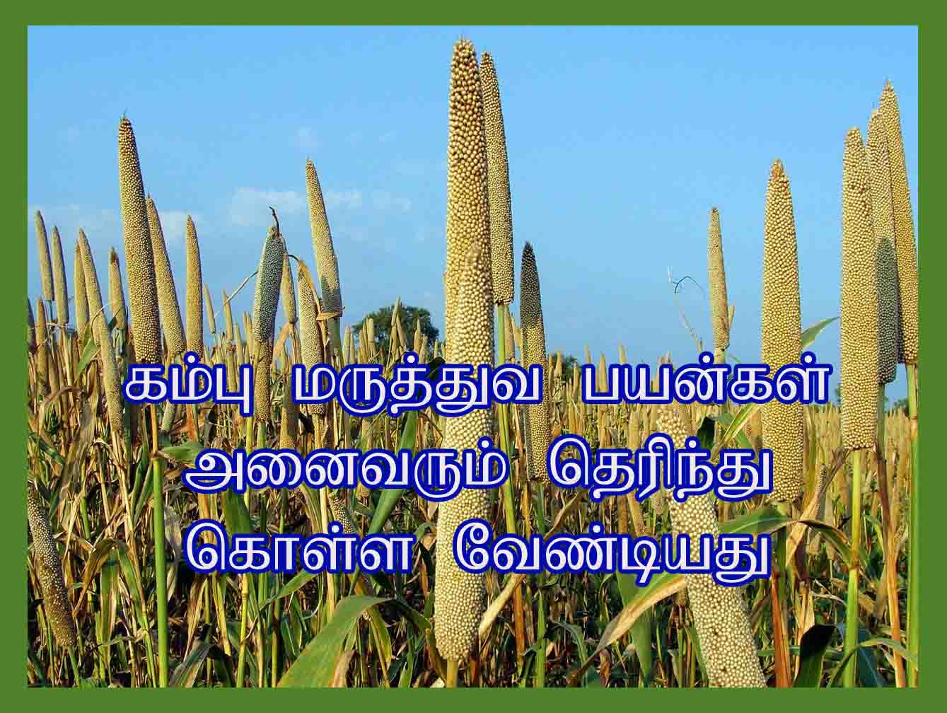கம்பு பயன்கள் Kambu Benefits in Tamil