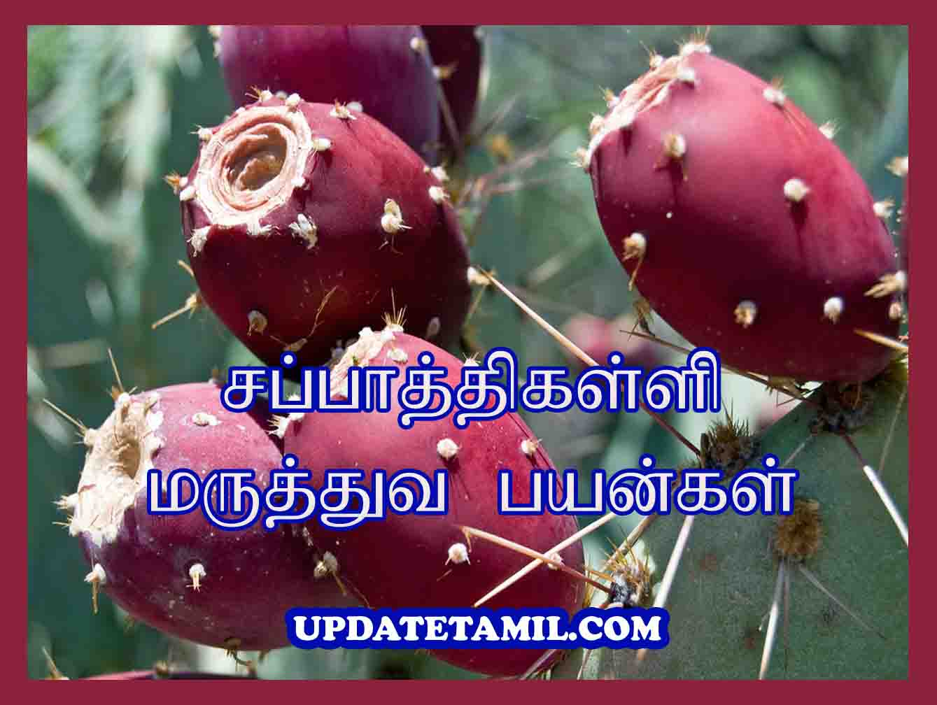 சப்பாத்திக்கள்ளி மருத்துவகுணம் Prickly Pear Cactus Health Benefits