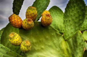 சப்பாத்திக்கள்ளி மருத்துவகுணம் Prickly Pear Cactus Health Benefits