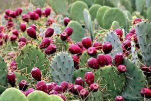 சப்பாத்திக்கள்ளி மருத்துவகுணம் Prickly Pear Cactus Health Benefits