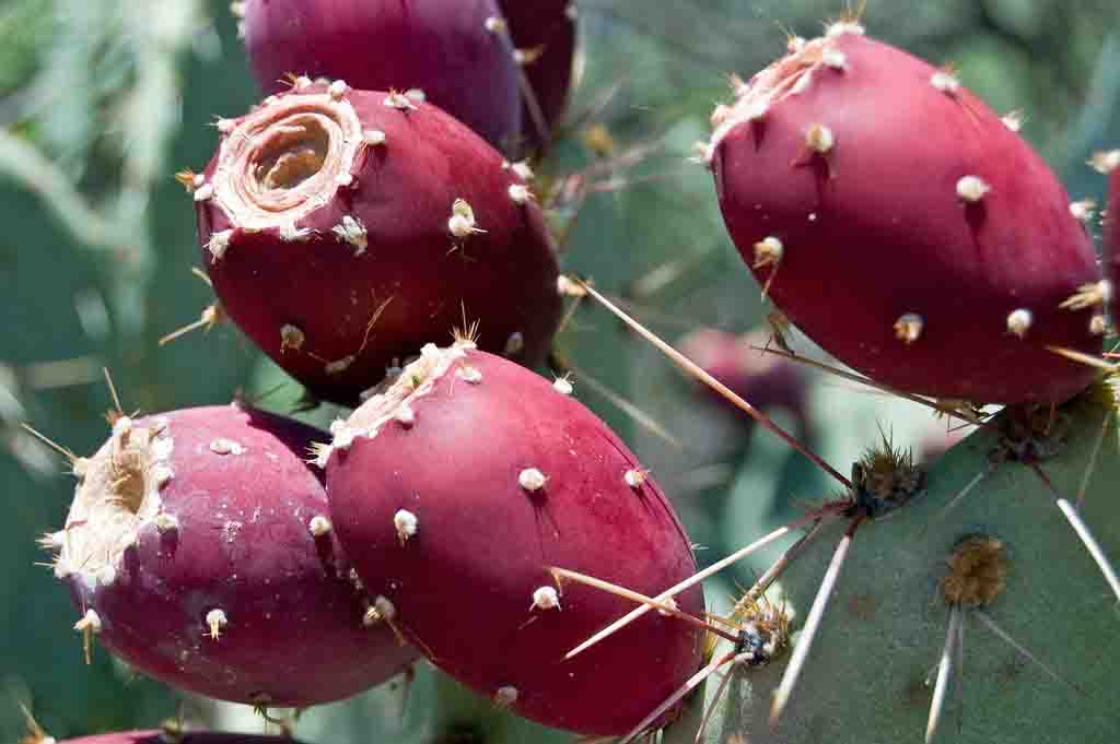 What Are The Uses Of Cactus Pear