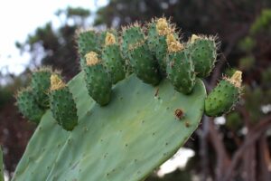 சப்பாத்திக்கள்ளி மருத்துவகுணம் Prickly Pear Cactus Health Benefits