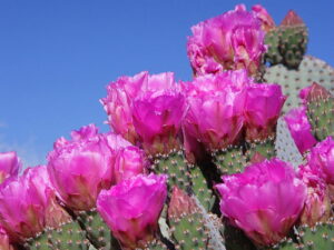 சப்பாத்திக்கள்ளி மருத்துவகுணம் Prickly Pear Cactus Health Benefits