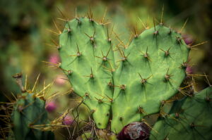 சப்பாத்திக்கள்ளி மருத்துவகுணம் Prickly Pear Cactus Health Benefits