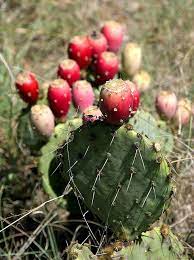 சப்பாத்திக்கள்ளி மருத்துவகுணம் Prickly Pear Cactus Health Benefits