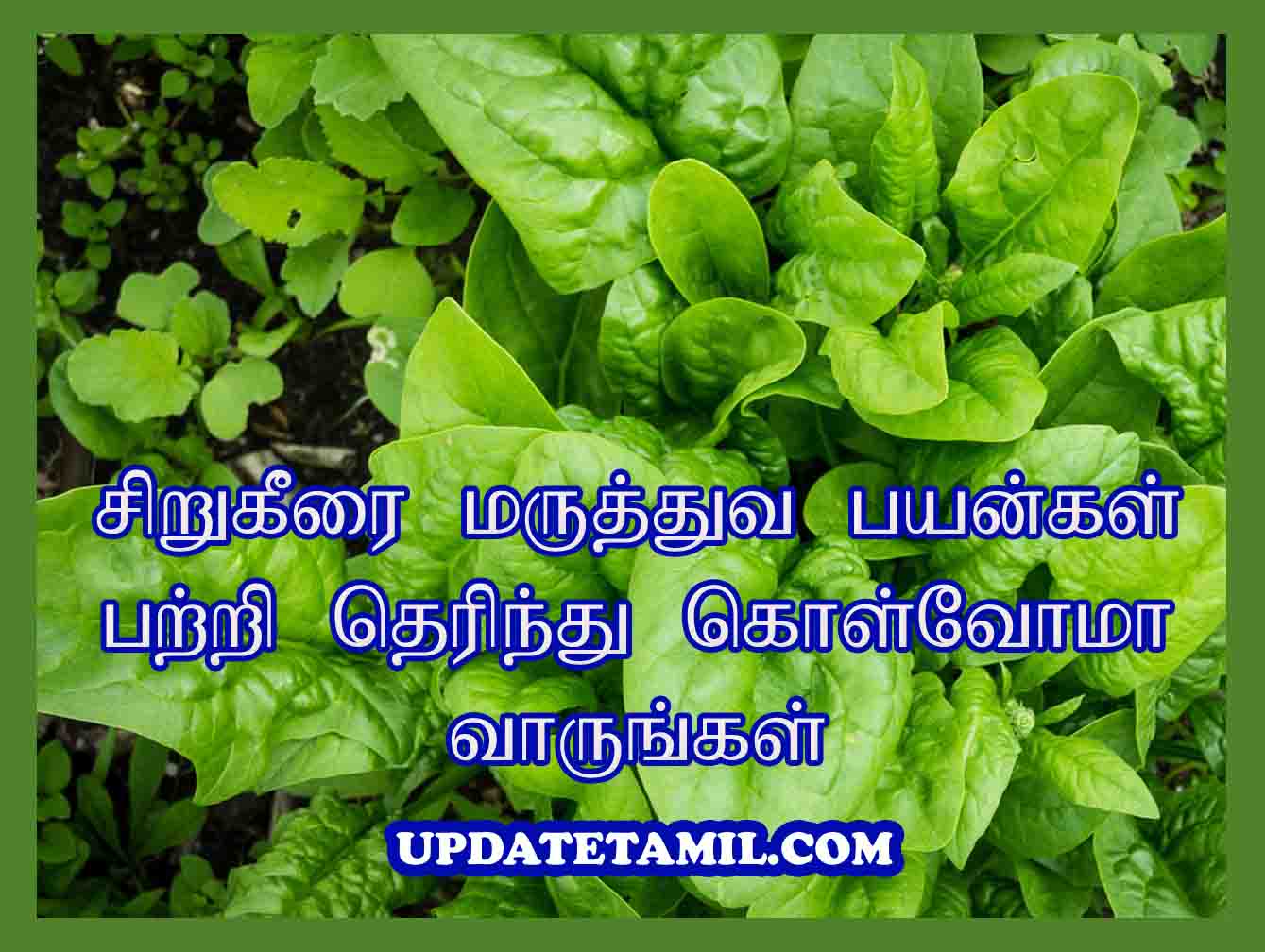 சிறுகீரை பயன்கள் Siru Keerai Benefits