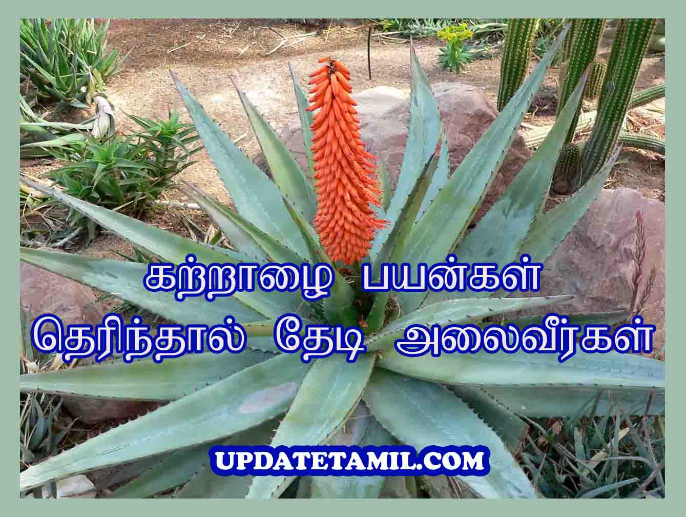 சோற்றுக்கற்றாழை பயன்கள் Katralai Benefits in Tamil