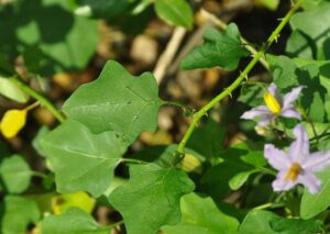 தூதுவளை பயன்கள் | Thoothuvalai Keerai Benefits in Tamil