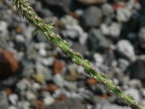 நாயுருவி பயன்கள் Nayuruvi Plant Uses in Tamil