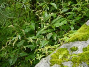 நாயுருவி பயன்கள் Nayuruvi Plant Uses in Tamil