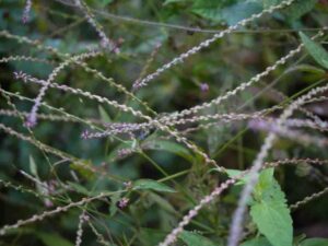 நாயுருவி பயன்கள் Nayuruvi Plant Uses in Tamil