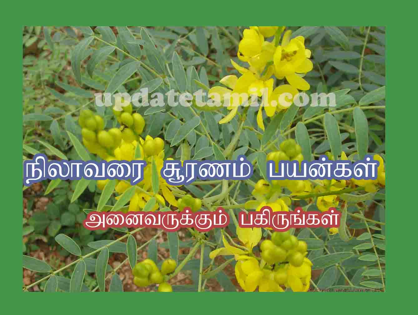 நிலாவரை சூரணம் பயன்கள் Nilavarai Uses in Tamil