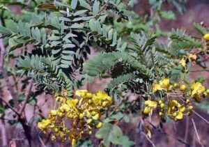 நிலாவரை சூரணம் பயன்கள் Nilavarai Uses in Tamil