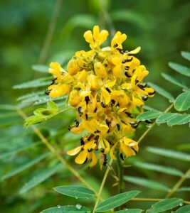 நிலாவரை சூரணம் பயன்கள் Nilavarai Uses in Tamil