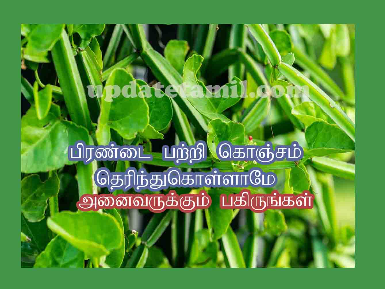 பிரண்டை மருத்துவ குணங்கள் Pirandai Benefits in Tamil