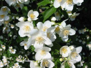 மல்லிகை பூ மருத்துவகுணம் Jasmine Flower in Tamil