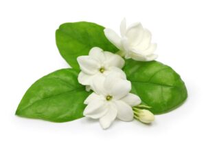 மல்லிகை பூ மருத்துவகுணம் Jasmine Flower in Tamil