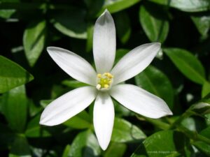 மல்லிகை பூ மருத்துவகுணம் Jasmine Flower in Tamil