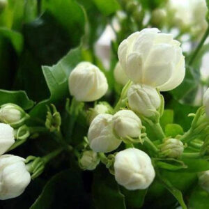 மல்லிகை பூ மருத்துவகுணம் Jasmine Flower in Tamil