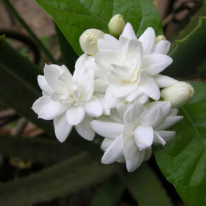 மல்லிகை பூ மருத்துவகுணம் Jasmine Flower in Tamil