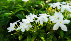 மல்லிகை பூ மருத்துவகுணம் Jasmine Flower in Tamil