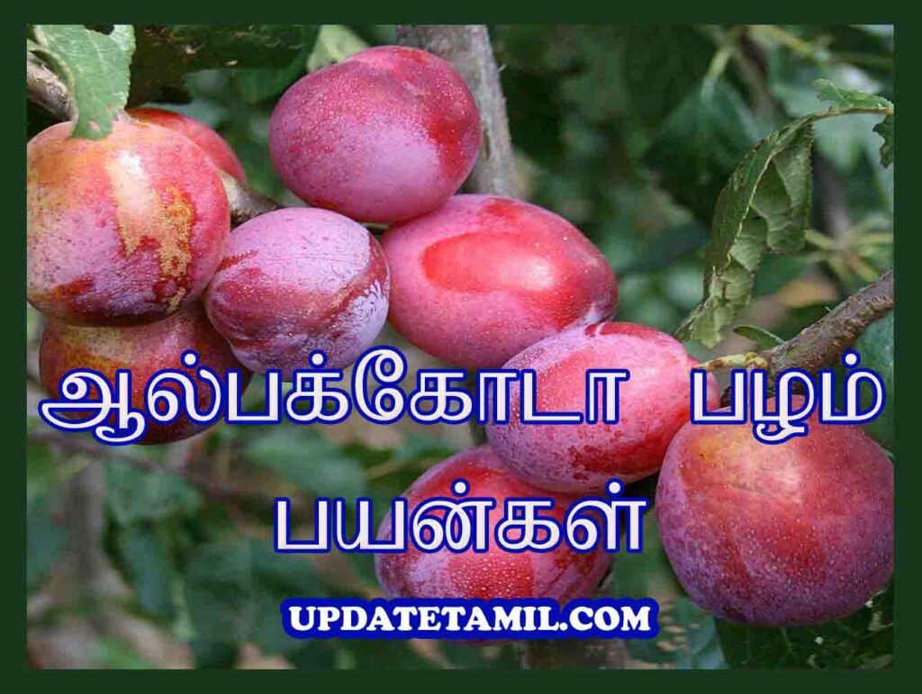 Uncategorized Archives Update Thamizha