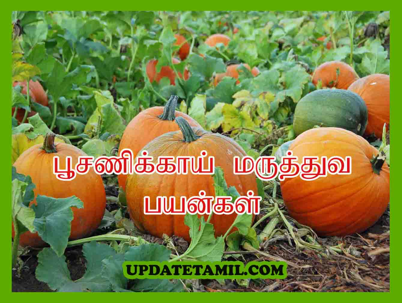 பூசணிக்காய் பயன்கள் Poosanikai Benefits in Tamil