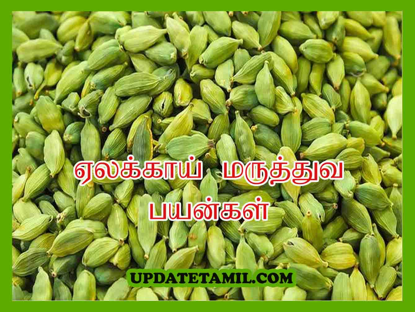 ஏலக்காய் மருத்துவ பயன்கள் | Elakkai in Tamil