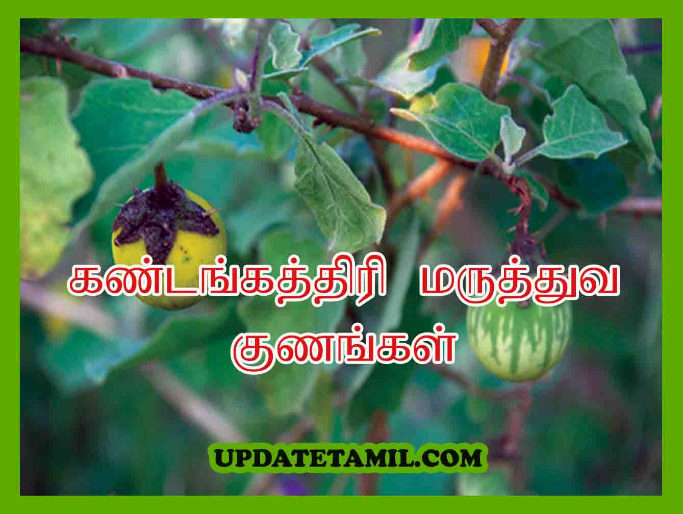 கண்டங்கத்திரி மருத்துவ குணங்கள் Kandankathiri Uses in Tamil