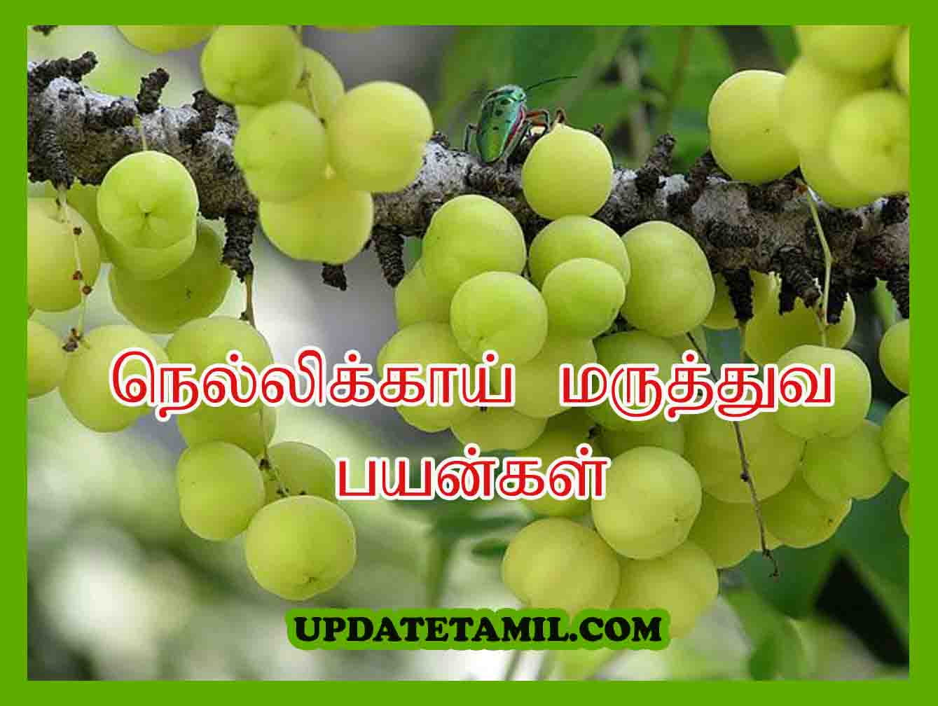 நெல்லிக்காய் நன்மைகள் Nellikai Benefits in Tamil