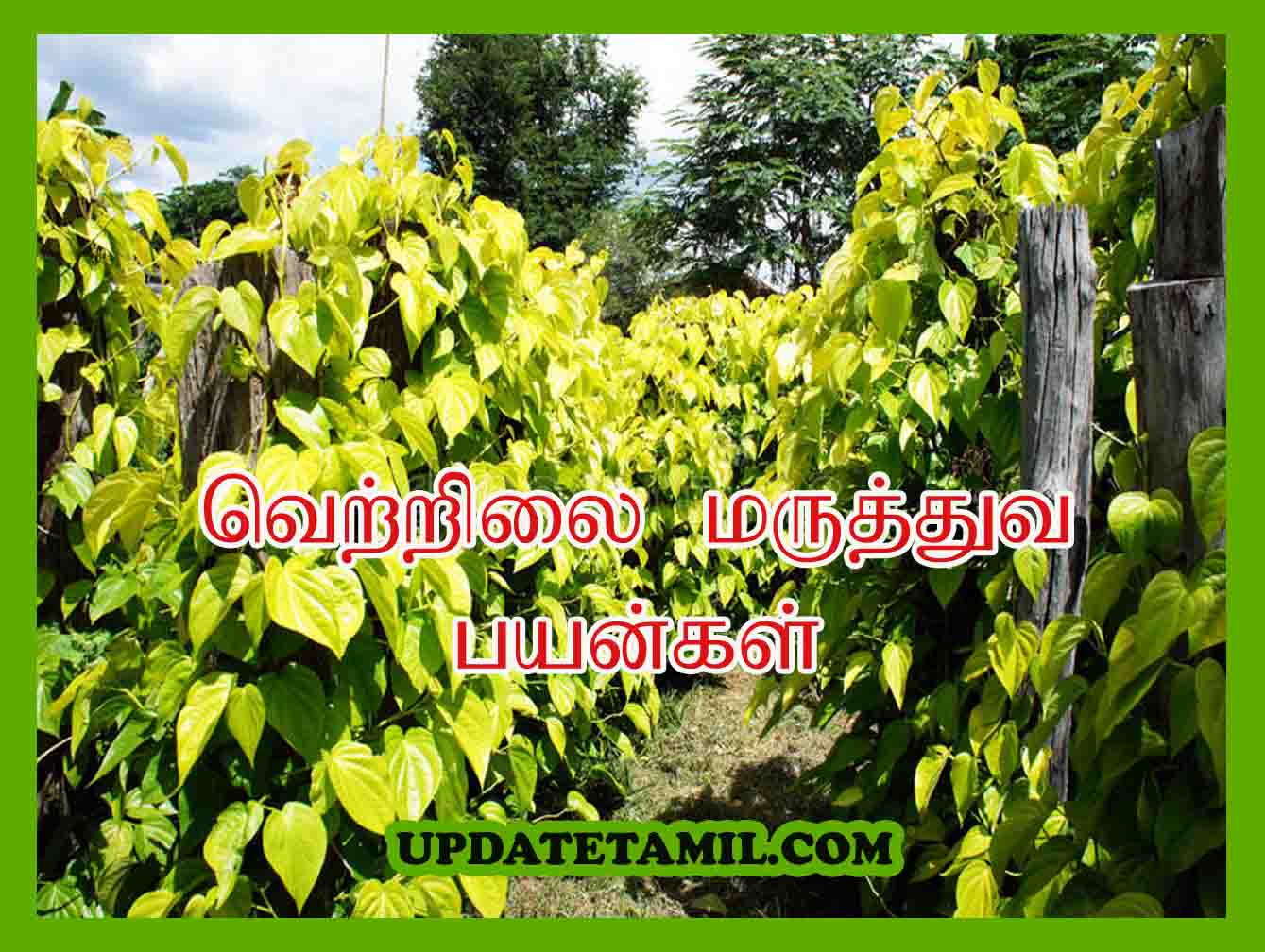வெற்றிலை பயன்கள் Vetrilai Benefits in Tamil