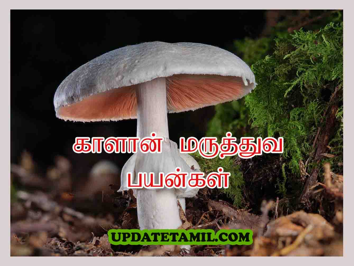 காளான் பயன்கள் | Mushroom Benefits in Tamil