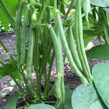 பீன்ஸ் பயன்கள் | Beans Benefits Tamil